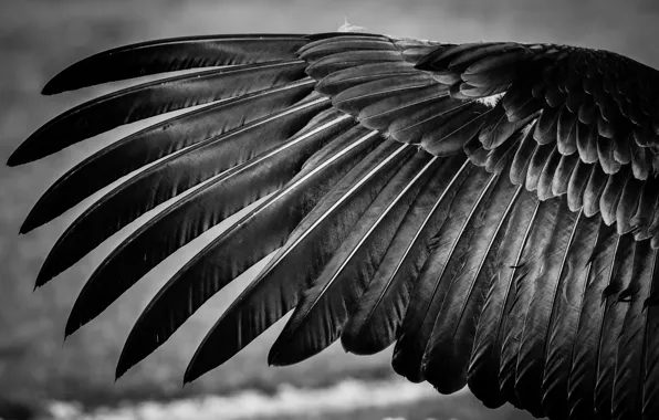 Picture bird, feathers, wing, black and white