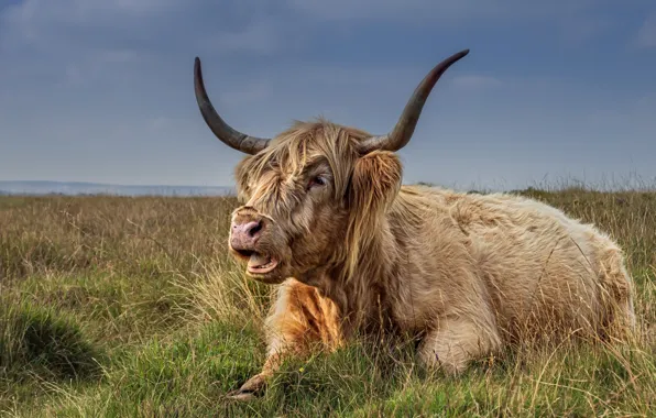 Field, nature, cattle