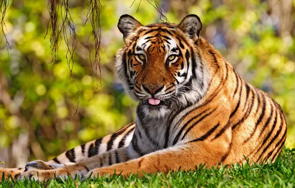 Picture language, grass, Tiger