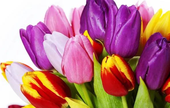 Picture leaves, flowers, bright, beauty, bouquet, petals, purple, tulips
