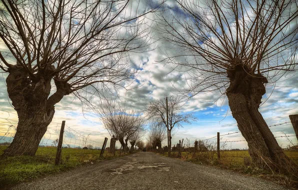 Picture road, the sky, trees
