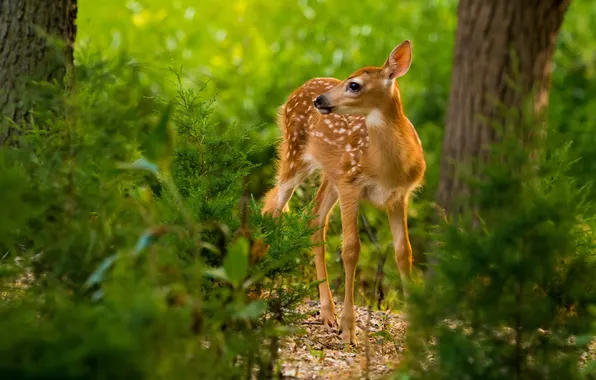 Picture forest, baby, fawn