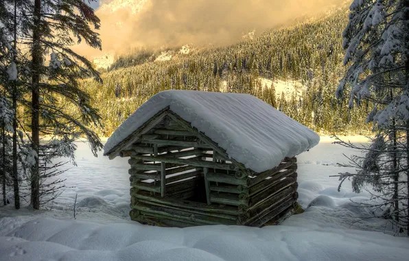 Winter, forest, snow, trees, spruce, logs, house, building