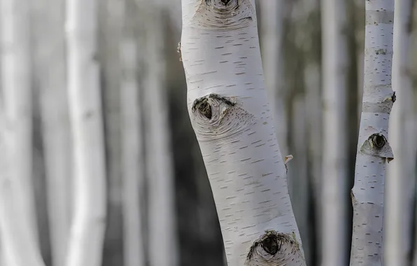 Trees, nature, birch