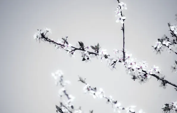 Nature, Spring, Branch, Petals, Nature, Flora, Blooming, Flora