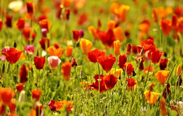 Greens, field, flowers, red, nature, background, widescreen, Wallpaper