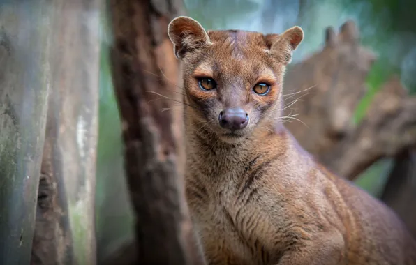 Download wallpaper look, face, background, tree, portrait, fossa ...