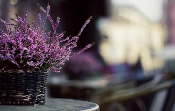 Picture flowers, photo, background, Wallpaper, blur, basket, table, braided