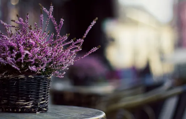 Flowers, photo, background, Wallpaper, blur, basket, table, braided