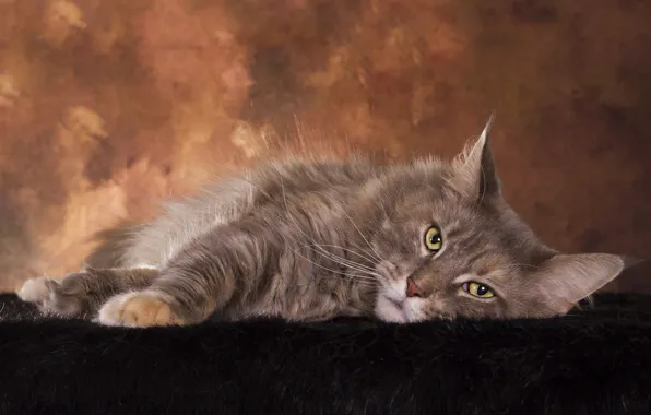 Cat, cat, look, pose, the dark background, grey, muzzle, lies