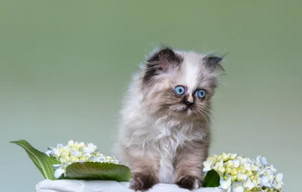 Cat, look, flowers, pose, kitty, blue, kitty, face