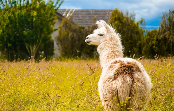 Look, nature, Lama