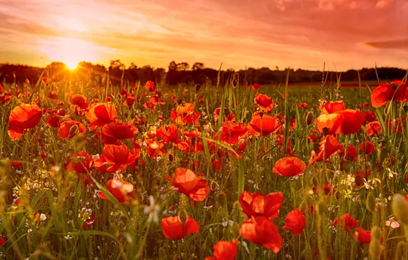 Picture field, the sky, the sun, sunset, flowers, Maki, meadow