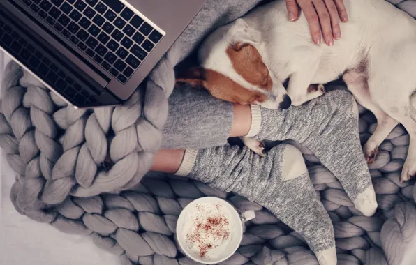 Girl, Dog, Cute, Laptop, Feet, Fingers, Notebook, Sleeping dog