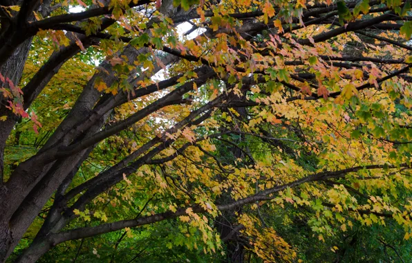 Picture Autumn, Trees, Leaves, Branch, Fall, Autumn, Colors, Trees