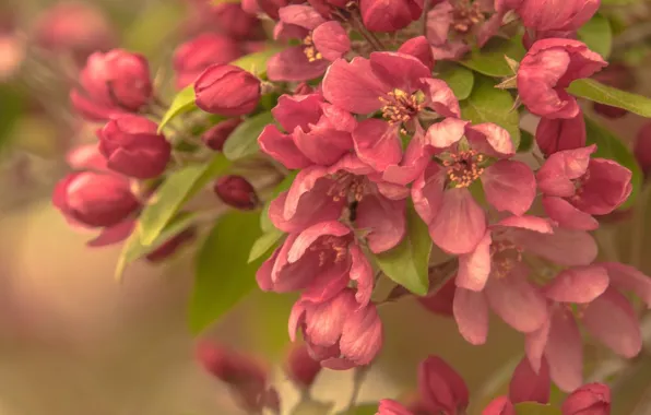 Picture trees, flowers, branches, nature, spring, Apple, flowering