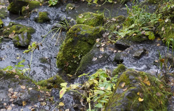 Autumn, water, stones, moss, Stream