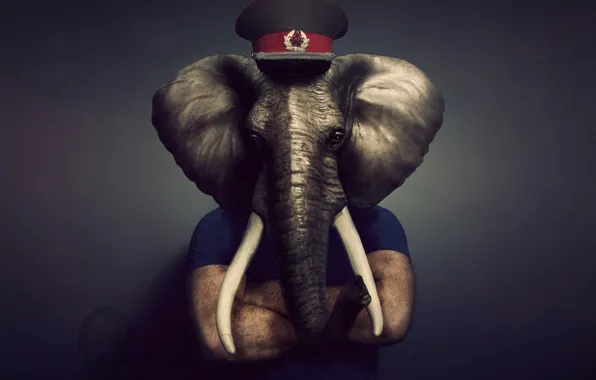 Picture elephant, cap, tusks, trunk