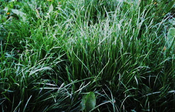 Grass, Spring, Green, Glade