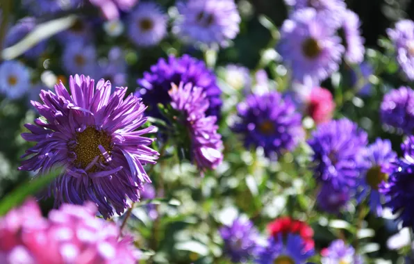Flowers, day, asters, Solnechny