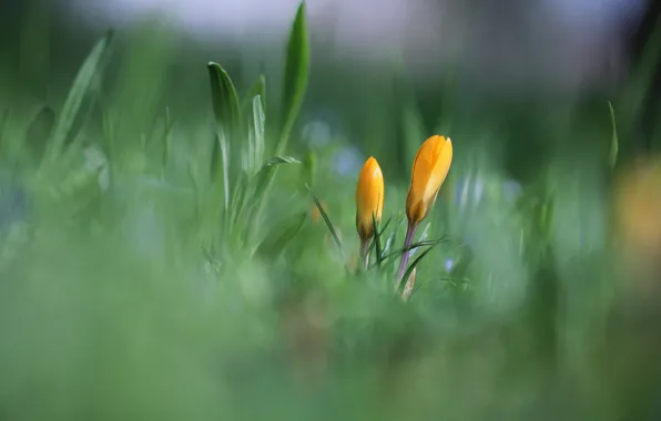 Picture greens, grass, leaves, flowers, yellow, background, glade, two