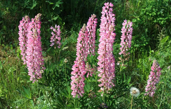 Greens, summer, grass, flowers, pink, the bushes, lupins