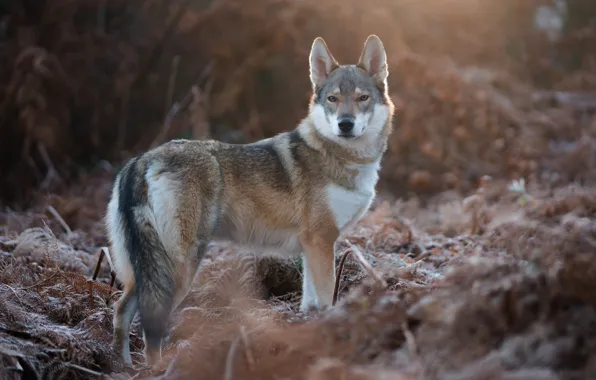Look, nature, vegetation, wolf