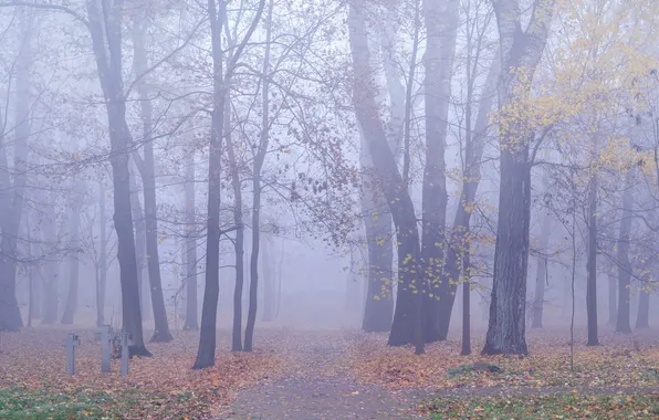 Picture autumn, leaves, trees, fog, the way, crosses