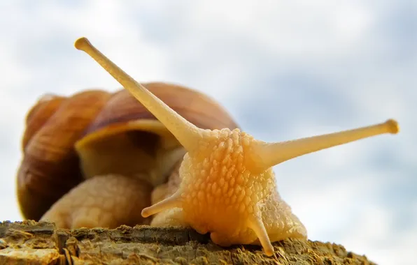 Picture macro, snail, Roman Snail, slimak, ravlyk