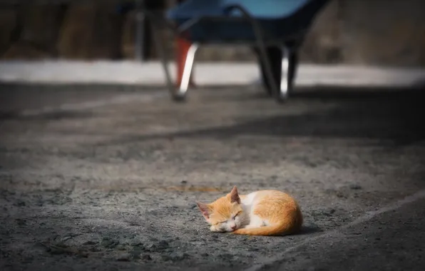 Light, kitty, sleep, Street