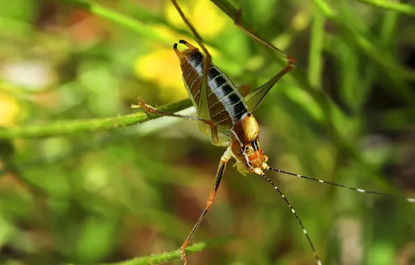 Branches, stems, blur, grasshopper, antennae