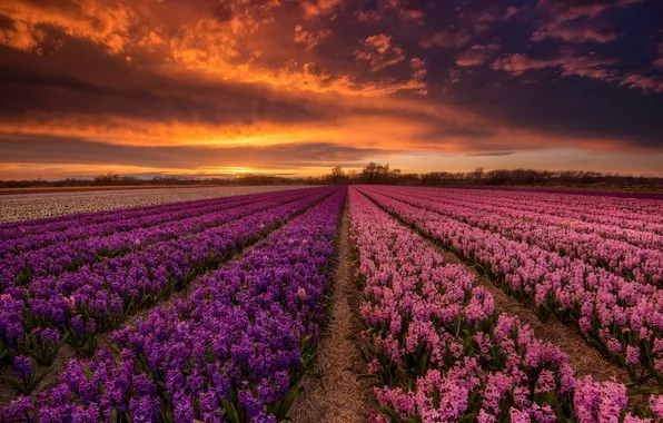 Field, sunset, flowers