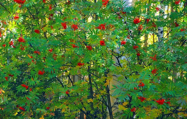 Picture leaves, trees, berries, bunch, birch, Rowan
