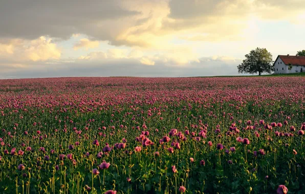 Flowers, house, Maki, house, pink, plantation, poppy field