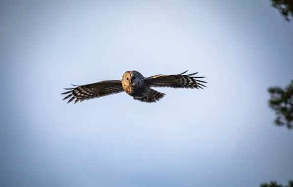 Owl, Flying, Bird, Animal, Erik Karits