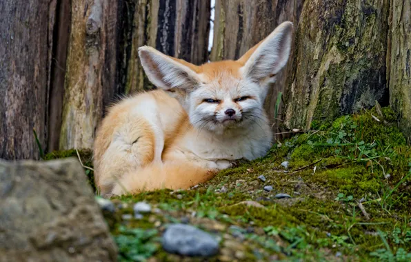 Look, face, pose, stones, Board, the fence, moss, Fox