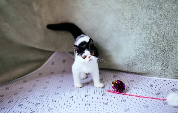 Cat, kitty, black and white, toy, eyes, small, pers, muzzle