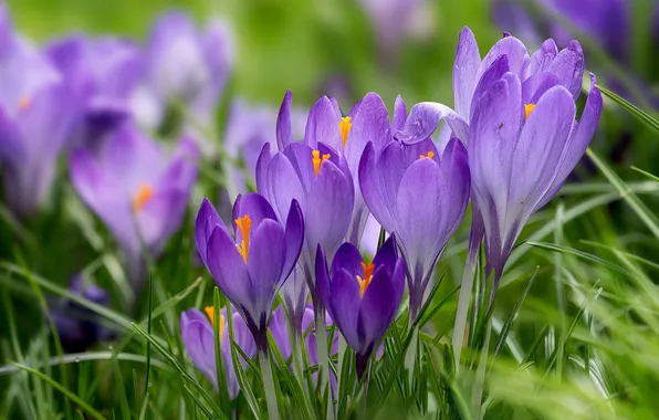 Macro, spring, crocuses