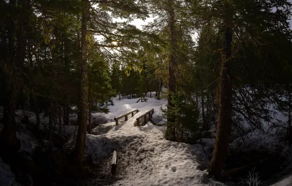 Picture winter, forest, snow