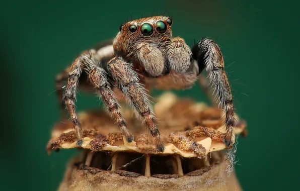 Look, macro, pose, Mac, spider, the fruit, bokeh, box