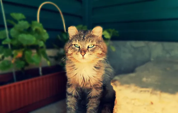 Summer, grass, cat, grey, mood, rainbow, predator, yard