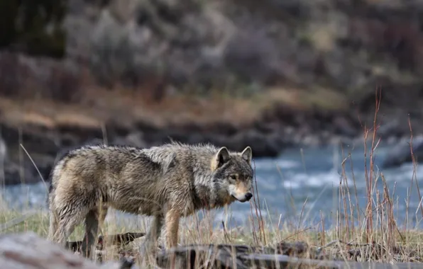 Predator, nature, animal, wolf, wildlife, portrait, portrait., Canis lupus. face
