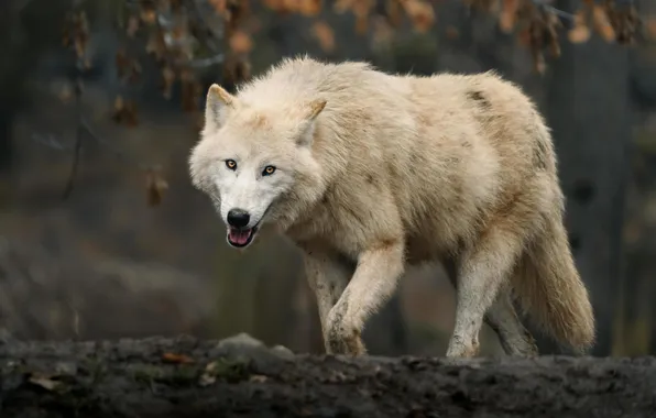 Nature, face, animal, wolf, wildlife, head, fur, mammal