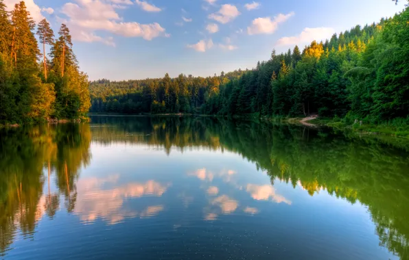 Forest, water, lake, reflection