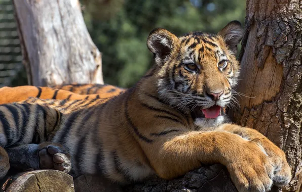 Language, look, face, nature, tiger, tree, portrait, paws