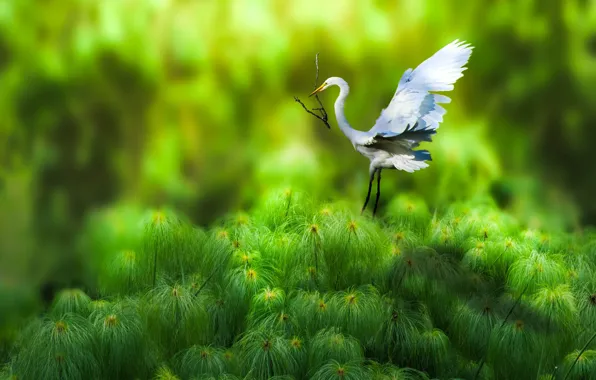 Bird, branch, Heron
