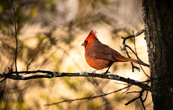Light, branches, tree, bird, bokeh, cardinal, red cardinal