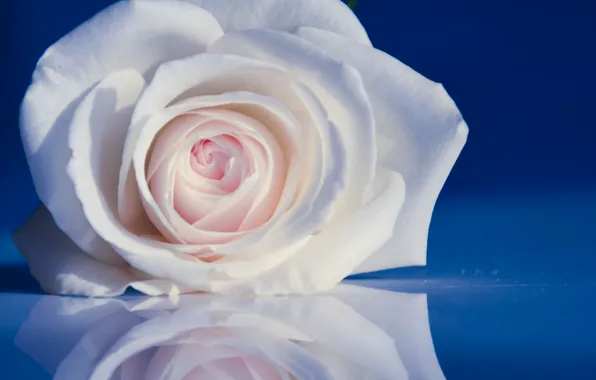 Picture reflection, tenderness, rose, petals, Bud