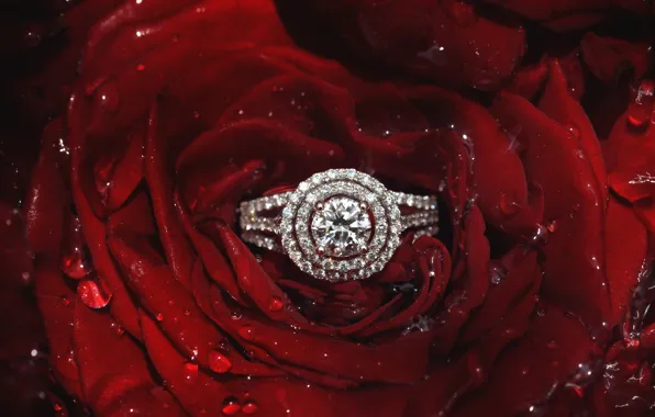Rose, petals, ring, diamonds