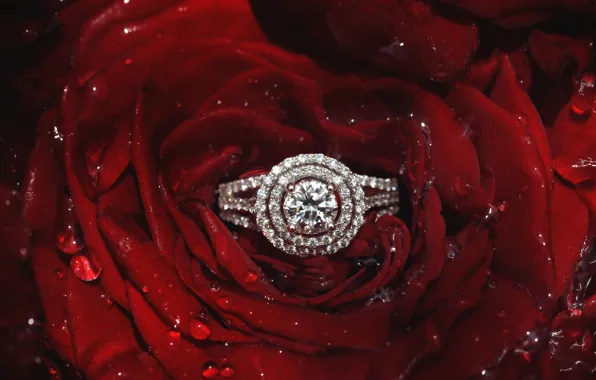 Roses, petals, ring, diamonds